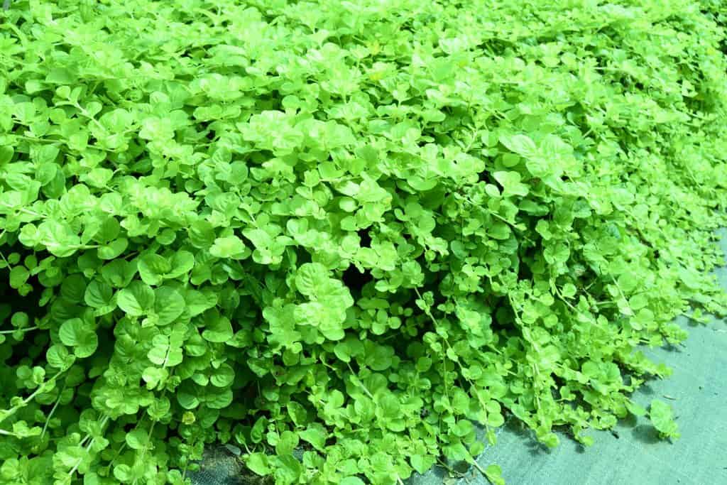 Lysimachia nummularia 'Aurea' ---